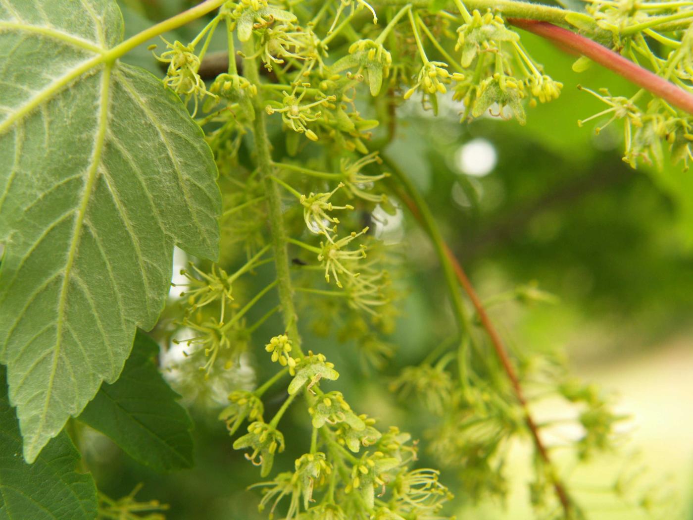 Sycamore flower